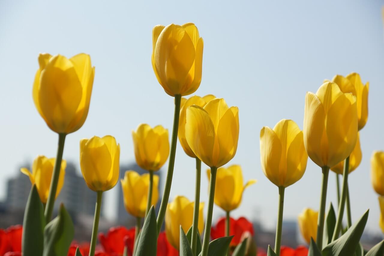 Cung Bạch Dương hợp với hoa tulip vàng